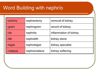 Word Building with nephr/o

 –ectomy    nephrectomy     removal of kidney

 –gram      nephrogram      record of kidney

 –itis      nephritis       inflammation of kidney

 –lith      nephrolith      kidney stone

 –logist    nephrologist    kidney specialist

 –malacia   nephromalacia   kidney softening
 