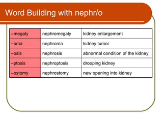 Word Building with nephr/o

 –megaly   nephromegaly   kidney enlargement

 –oma      nephroma       kidney tumor

 –osis     nephrosis      abnormal condition of the kidney

 –ptosis   nephroptosis   drooping kidney

 –ostomy   nephrostomy    new opening into kidney
 