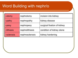 Word Building with nephr/o

 –otomy       nephrotomy        incision into kidney

 –pathy       nephropathy       kidney disease

 –pexy        nephropexy        surgical fixation of kidney

 –lithiasis   nephrolithiasis   condition of kidney stone

 –sclerosis   nephrosclerosis   kidney hardening
 