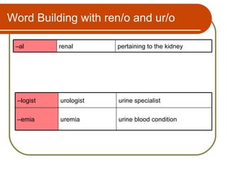 Word Building with ren/o and ur/o

 –al        renal       pertaining to the kidney




  –logist   urologist   urine specialist

  –emia     uremia      urine blood condition
 