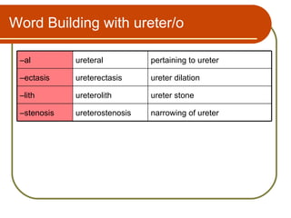 Word Building with ureter/o

 –al         ureteral          pertaining to ureter

 –ectasis    ureterectasis     ureter dilation

 –lith       ureterolith       ureter stone

 –stenosis   ureterostenosis   narrowing of ureter
 