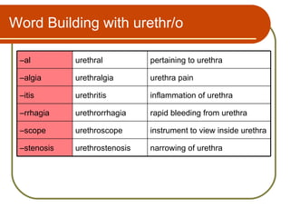 Word Building with urethr/o

 –al         urethral          pertaining to urethra

 –algia      urethralgia       urethra pain

 –itis       urethritis        inflammation of urethra

 –rrhagia    urethrorrhagia    rapid bleeding from urethra

 –scope      urethroscope      instrument to view inside urethra

 –stenosis   urethrostenosis   narrowing of urethra
 
