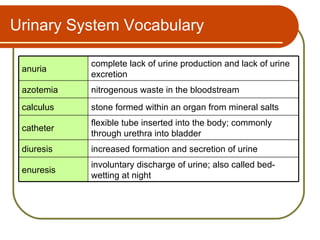 Urinary System Vocabulary

            complete lack of urine production and lack of urine
 anuria
            excretion
 azotemia   nitrogenous waste in the bloodstream
 calculus   stone formed within an organ from mineral salts
            flexible tube inserted into the body; commonly
 catheter
            through urethra into bladder
 diuresis   increased formation and secretion of urine
            involuntary discharge of urine; also called bed-
 enuresis
            wetting at night
 