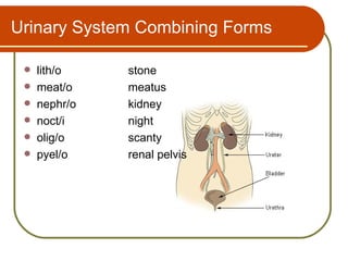 Urinary System Combining Forms

    lith/o    stone
    meat/o    meatus
    nephr/o   kidney
    noct/i    night
    olig/o    scanty
    pyel/o    renal pelvis
 
