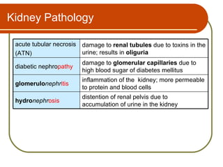 Kidney Pathology

 acute tubular necrosis damage to renal tubules due to toxins in the
 (ATN)                  urine; results in oliguria
                        damage to glomerular capillaries due to
 diabetic nephropathy
                        high blood sugar of diabetes mellitus
                        inflammation of the kidney; more permeable
 glomerulonephritis
                        to protein and blood cells
                        distention of renal pelvis due to
 hydronephrosis
                        accumulation of urine in the kidney
 