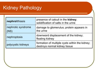 Kidney Pathology

                      presence of calculi in the kidney;
 nephrolithiasis
                      solidification of salts in the urine
 nephrotic syndrome   damage to glomerulus; protein appears in
 (NS)                 the urine
                      downward displacement of the kidney;
 nephroptosis
                      floating kidney
                      formation of multiple cysts within the kidney;
 polycystic kidneys
                      destroys normal kidney tissue
 