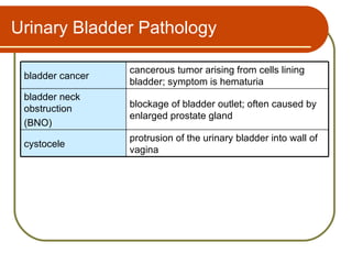 Urinary Bladder Pathology

                  cancerous tumor arising from cells lining
 bladder cancer
                  bladder; symptom is hematuria
 bladder neck
 obstruction      blockage of bladder outlet; often caused by
                  enlarged prostate gland
 (BNO)
                  protrusion of the urinary bladder into wall of
 cystocele
                  vagina
 