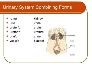 Urinary System Combining Forms

    ren/o      kidney
    ur/o       urine
    ureter/o   ureter
    urethr/o   urethra
    urin/o     urine
    vesic/o    bladder
 