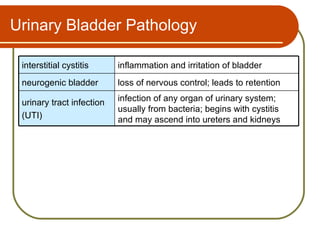 Urinary Bladder Pathology

 interstitial cystitis     inflammation and irritation of bladder
 neurogenic bladder        loss of nervous control; leads to retention

 urinary tract infection   infection of any organ of urinary system;
                           usually from bacteria; begins with cystitis
 (UTI)                     and may ascend into ureters and kidneys
 