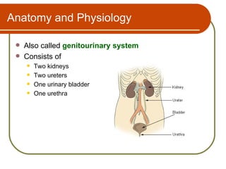 Anatomy and Physiology

    Also called genitourinary system
    Consists of
        Two kidneys
        Two ureters
        One urinary bladder
        One urethra
 