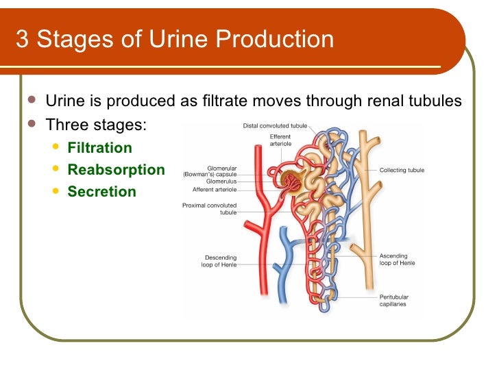 Urinary System Terminology