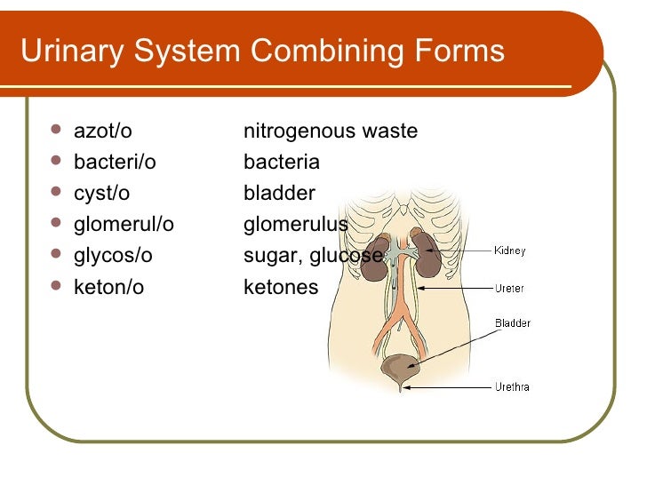 urinary system terminology combining form for bladder