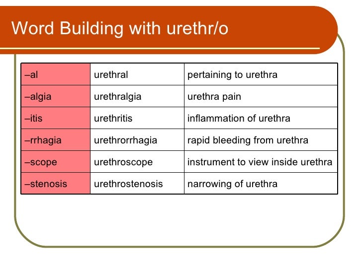 Urinary System Terminology