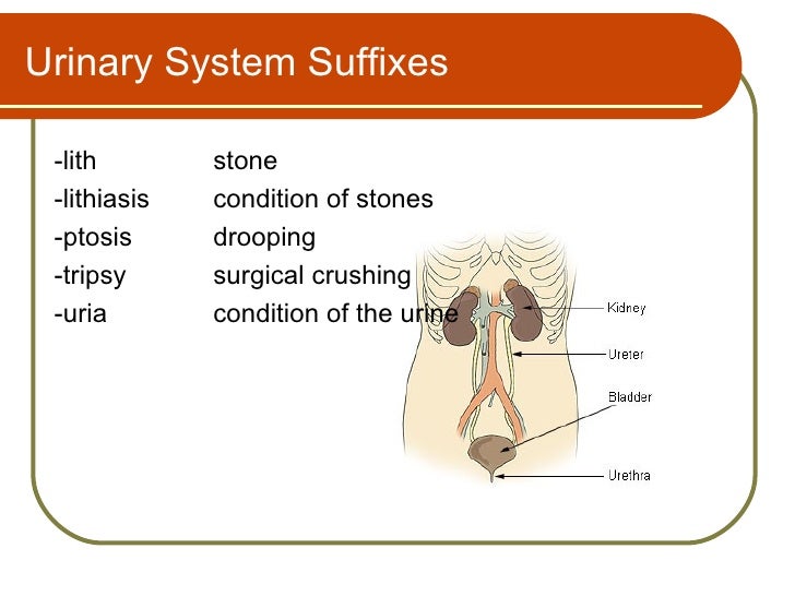 urinary-system-terminology