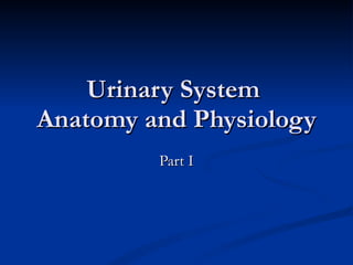 Urinary System  Anatomy and Physiology Part I 