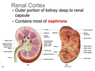 Renal Cortex
 Outer portion of kidney deep to renal
capsule
 Contains most of nephrons
8/3/2022
10
 