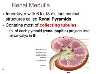 Renal Medulla
 Inner layer with 6 to 18 distinct conical
structures called Renal Pyramids
 Contains most of collecting tubules
◦ tip of each pyramid (renal papilla) projects into
minor calyx in the renal sinus
8/3/2022
11
 