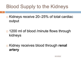 Blood Supply to the Kidneys
 Kidneys receive 20–25% of total cardiac
output
 1200 ml of blood /minute flows through
kidneys
 Kidney receives blood through renal
artery
8/3/2022
15
 