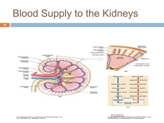 Blood Supply to the Kidneys
8/3/2022
16
 