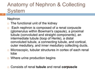 Anatomy of Nephron & Collecting
System
Nephron
 The functional unit of the kidney
 Each nephron is composed of a renal corpuscle
(glomerulus within Bowman's capsule), a proximal
tubule (convoluted and straight components), an
intermediate tubule (loop of Henle), a distal
convoluted tubule, a connecting tubule, and cortical,
outer medullary, and inner medullary collecting ducts.
 Microscopic, tubular structures in cortex of each renal
lobe
 Where urine production begins
 Consists of renal tubule and renal corpuscle
8/3/2022
17
 