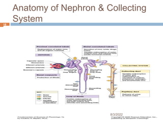 Anatomy of Nephron & Collecting
System
8/3/2022
18
 