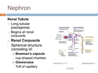 Nephron
Renal Tubule
 Long tubular
passageway
 Begins at renal
corpuscle
 Renal Corpuscle
• Spherical structure
consisting of:
 Bowman’s capsule
– cup-shaped chamber
 Glomerulus
– Tuft of capillary 8/3/2022
19
 
