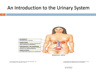An Introduction to the Urinary System
8/3/2022
2
 