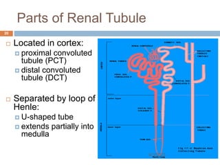 Parts of Renal Tubule
 Located in cortex:
 proximal convoluted
tubule (PCT)
 distal convoluted
tubule (DCT)
 Separated by loop of
Henle:
 U-shaped tube
 extends partially into
medulla
8/3/2022
20
 