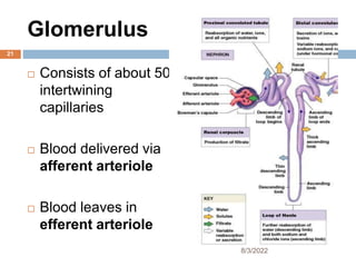 Glomerulus
 Consists of about 50
intertwining
capillaries
 Blood delivered via
afferent arteriole
 Blood leaves in
efferent arteriole
8/3/2022
21
 