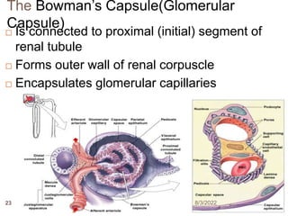 The Bowman’s Capsule(Glomerular
Capsule)
 Is connected to proximal (initial) segment of
renal tubule
 Forms outer wall of renal corpuscle
 Encapsulates glomerular capillaries
8/3/2022
23
 