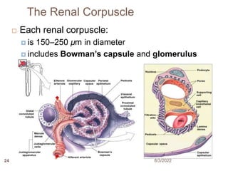 The Renal Corpuscle
 Each renal corpuscle:
 is 150–250 µm in diameter
 includes Bowman’s capsule and glomerulus
8/3/2022
24
 