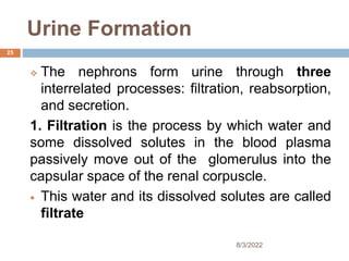Urine Formation
 The nephrons form urine through three
interrelated processes: filtration, reabsorption,
and secretion.
1. Filtration is the process by which water and
some dissolved solutes in the blood plasma
passively move out of the glomerulus into the
capsular space of the renal corpuscle.
 This water and its dissolved solutes are called
filtrate
8/3/2022
25
 