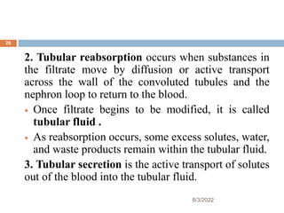 2. Tubular reabsorption occurs when substances in
the filtrate move by diffusion or active transport
across the wall of the convoluted tubules and the
nephron loop to return to the blood.
 Once filtrate begins to be modified, it is called
tubular fluid .
 As reabsorption occurs, some excess solutes, water,
and waste products remain within the tubular fluid.
3. Tubular secretion is the active transport of solutes
out of the blood into the tubular fluid.
8/3/2022
26
 