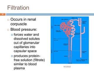 Filtration
 Occurs in renal
corpuscle
 Blood pressure:
 forces water and
dissolved solutes
out of glomerular
capillaries into
capsular space
 produces protein-
free solution (filtrate)
similar to blood
plasma
8/3/2022
27
 