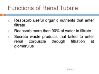 Functions of Renal Tubule
1. Reabsorb useful organic nutrients that enter
filtrate
2. Reabsorb more than 90% of water in filtrate
3. Secrete waste products that failed to enter
renal corpuscle through filtration at
glomerulus
8/3/2022
28
 