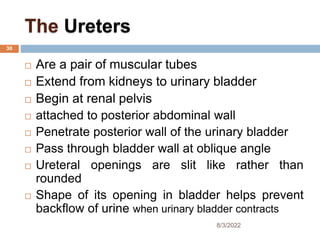 The Ureters
 Are a pair of muscular tubes
 Extend from kidneys to urinary bladder
 Begin at renal pelvis
 attached to posterior abdominal wall
 Penetrate posterior wall of the urinary bladder
 Pass through bladder wall at oblique angle
 Ureteral openings are slit like rather than
rounded
 Shape of its opening in bladder helps prevent
backflow of urine when urinary bladder contracts
8/3/2022
30
 