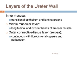 Layers of the Ureter Wall
Inner mucosa:
 transitional epithelium and lamina propria
 Middle muscular layer:
 longitudinal and circular bands of smooth muscle
 Outer connective-tissue layer (serosa):
 continuous with fibrous renal capsule and
peritoneum
8/3/2022
31
 