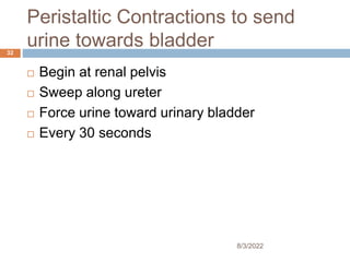 Peristaltic Contractions to send
urine towards bladder
 Begin at renal pelvis
 Sweep along ureter
 Force urine toward urinary bladder
 Every 30 seconds
8/3/2022
32
 