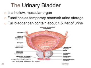 The Urinary Bladder
 Is a hollow, muscular organ
 Functions as temporary reservoir urine storage
 Full bladder can contain about 1.5 liter of urine
8/3/2022
33
 