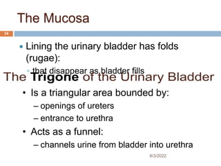 The Mucosa
 Lining the urinary bladder has folds
(rugae):
◦ that disappear as bladder fills
• Is a triangular area bounded by:
– openings of ureters
– entrance to urethra
• Acts as a funnel:
– channels urine from bladder into urethra
8/3/2022
34
 