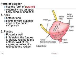 Parts of bladder
 has the form of pyramid
 externally has an apex,
body, fundus, and neck
1. Apex
 anterior end
 points toward superior
edge of the pubic
symphysis
2. Fundus
 Posterior wall
 In females, the fundus
is closely related to the
anterior wall of the
vagina; in males, it is
related to the rectum
8/3/2022
35
 