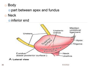  Body
 part between apex and fundus
 Neck
 inferior end
8/3/2022
36
 