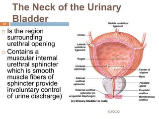 The Neck of the Urinary
Bladder
 Is the region
surrounding
urethral opening
 Contains a
muscular internal
urethral sphincter
which is smooth
muscle fibers of
sphincter provide
involuntary control
of urine discharge)
8/3/2022
37
 