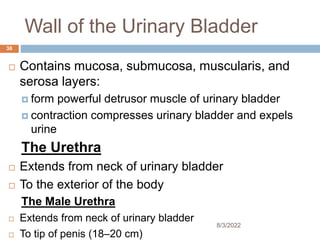 Wall of the Urinary Bladder
 Contains mucosa, submucosa, muscularis, and
serosa layers:
 form powerful detrusor muscle of urinary bladder
 contraction compresses urinary bladder and expels
urine
The Urethra
 Extends from neck of urinary bladder
 To the exterior of the body
The Male Urethra
 Extends from neck of urinary bladder
 To tip of penis (18–20 cm)
8/3/2022
38
 