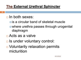 The External Urethral Sphincter
 In both sexes:
is a circular band of skeletal muscle
where urethra passes through urogenital
diaphragm
 Acts as a valve
 Is under voluntary control:
 Voluntarily relaxation permits
micturition
8/3/2022
42
 