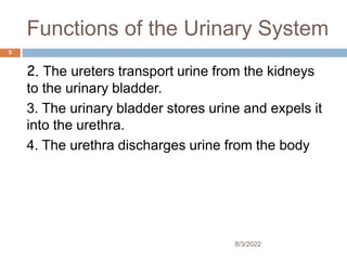 Functions of the Urinary System
2. The ureters transport urine from the kidneys
to the urinary bladder.
3. The urinary bladder stores urine and expels it
into the urethra.
4. The urethra discharges urine from the body
8/3/2022
5
 