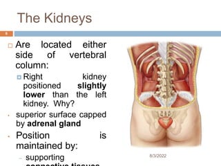 The Kidneys
 Are located either
side of vertebral
column:
 Right kidney
positioned slightly
lower than the left
kidney. Why?
• superior surface capped
by adrenal gland
• Position is
maintained by:
– supporting 8/3/2022
6
 