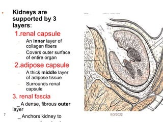  Kidneys are
supported by 3
layers:
1.renal capsule
– An inner layer of
collagen fibers
– Covers outer surface
of entire organ
2.adipose capsule
– A thick middle layer
of adipose tissue
– Surrounds renal
capsule
3. renal fascia
_ A dense, fibrous outer
layer
_ Anchors kidney to 8/3/2022
7
 
