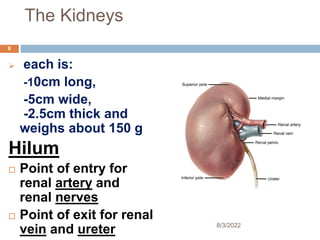 The Kidneys
 each is:
-10cm long,
-5cm wide,
-2.5cm thick and
weighs about 150 g
Hilum
 Point of entry for
renal artery and
renal nerves
 Point of exit for renal
vein and ureter 8/3/2022
8
 