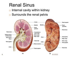  Internal cavity within kidney
 Surrounds the renal pelvis
Renal Sinus
8/3/2022
9
 
